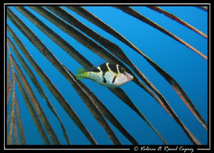 Canthigaster valentini playing in a palm tree's palm.
In... by Raoul Caprez 